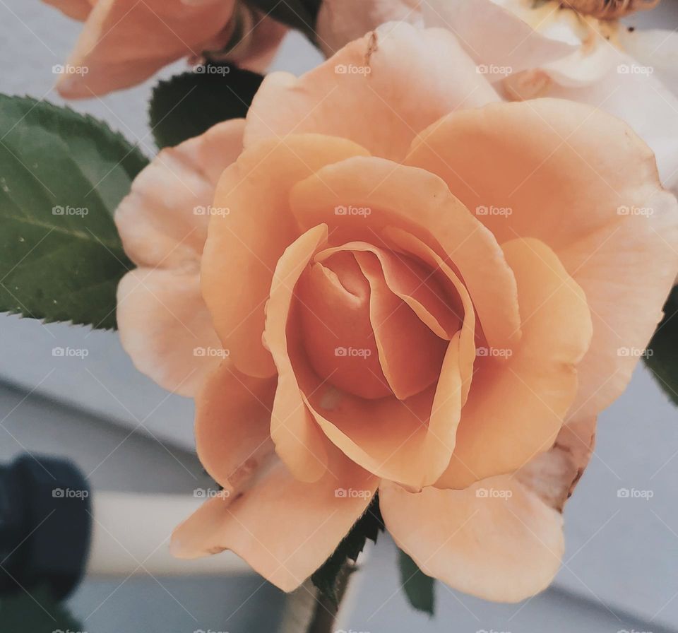 beautiful soft rose