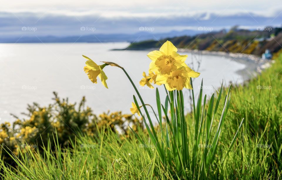Daffodils above a scenic ocean 