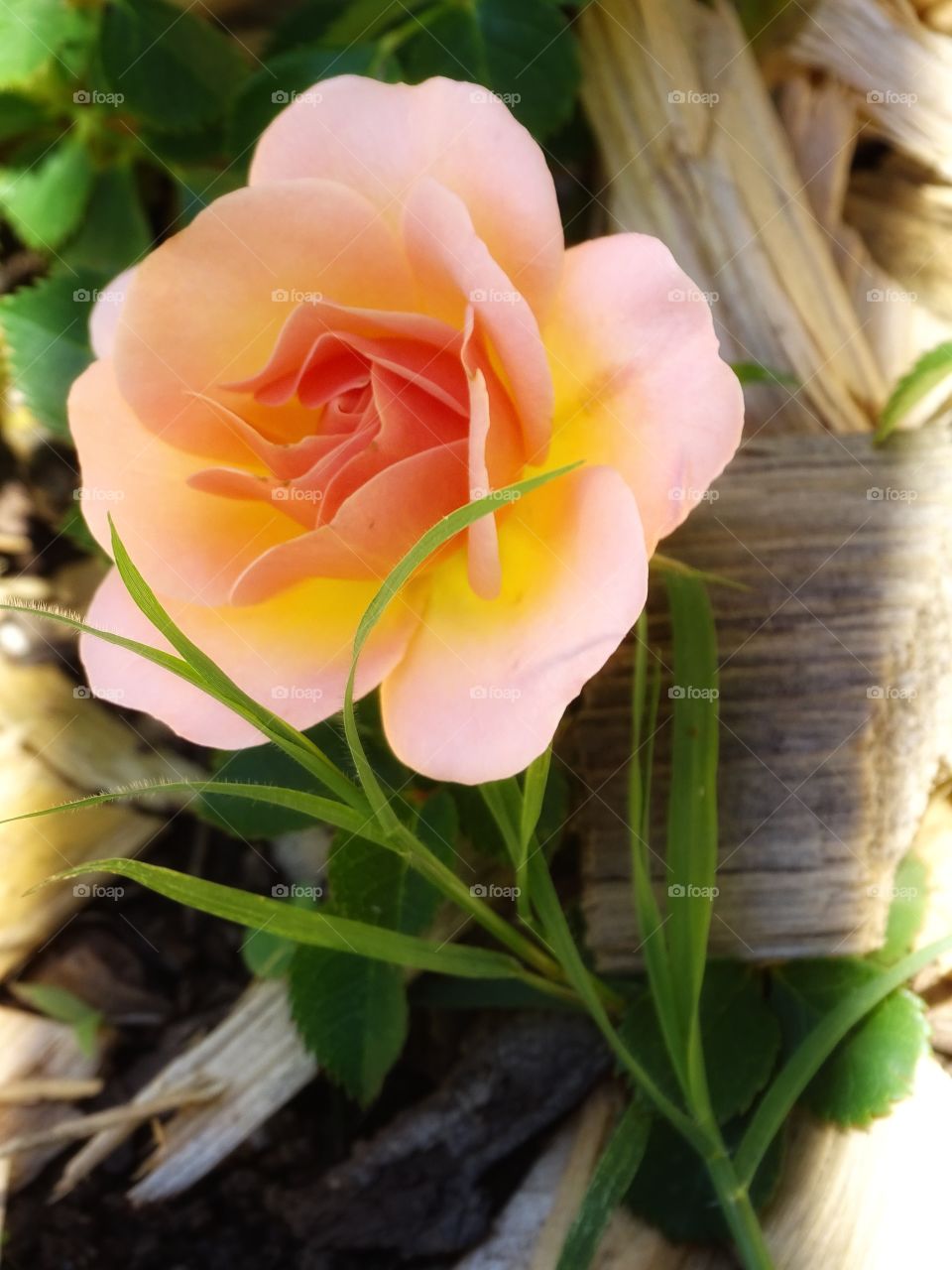 The beauty of the flowers