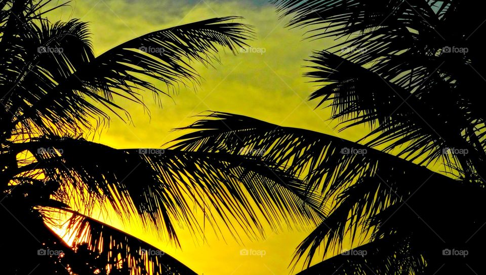 Coconut tree silhouette . A palm tree silhouette 