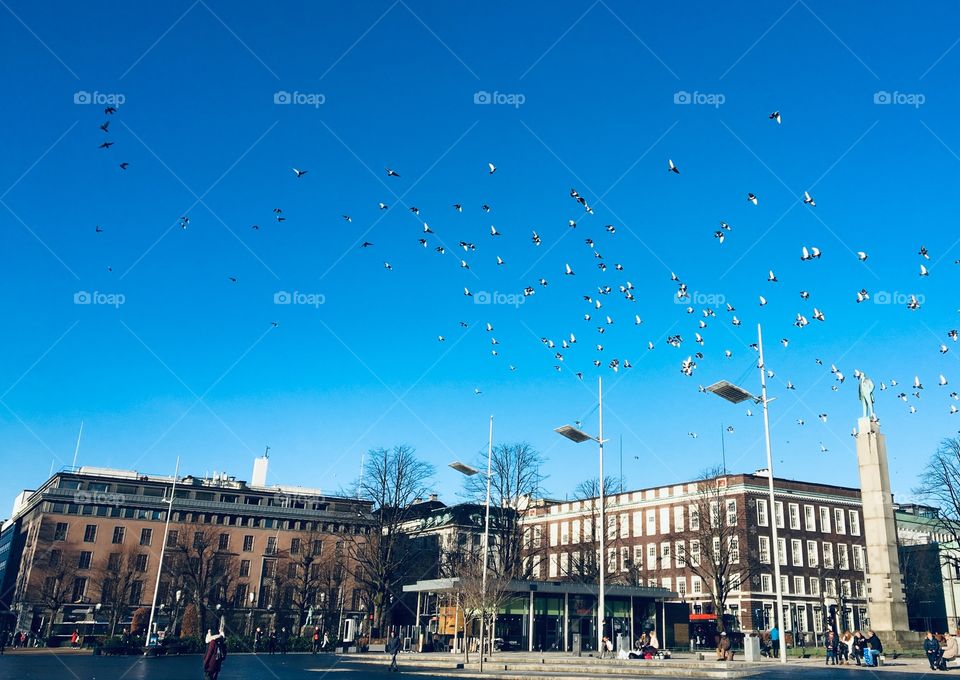 Flock of birds in a clear blue sky