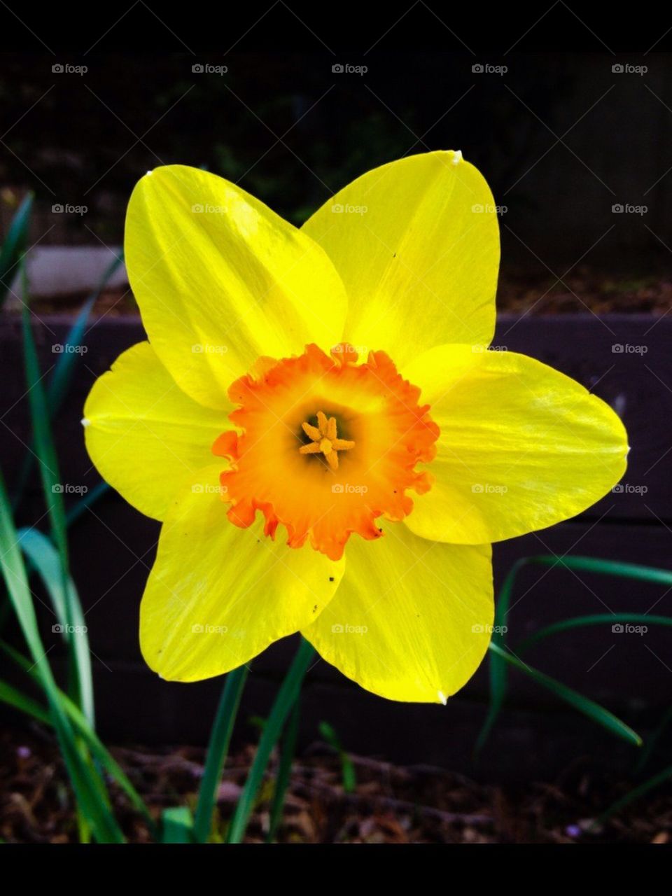 daffodil