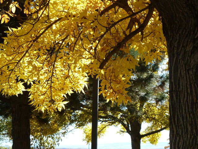 tree