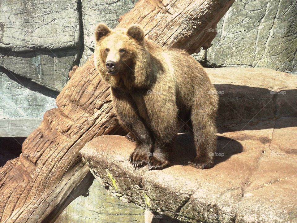 Brown bear 