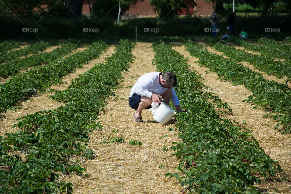 Man selfpicking strawberries in Flädie in Sweden.