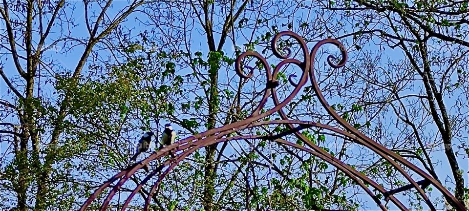These are tit birds way up high on the rose arch that holds the birdhouse containing their young in a garden in rural “Bavaria”. They are eagerly observing the situation as there are cats nearby vying for them all. 2024. Hypnotic Productions