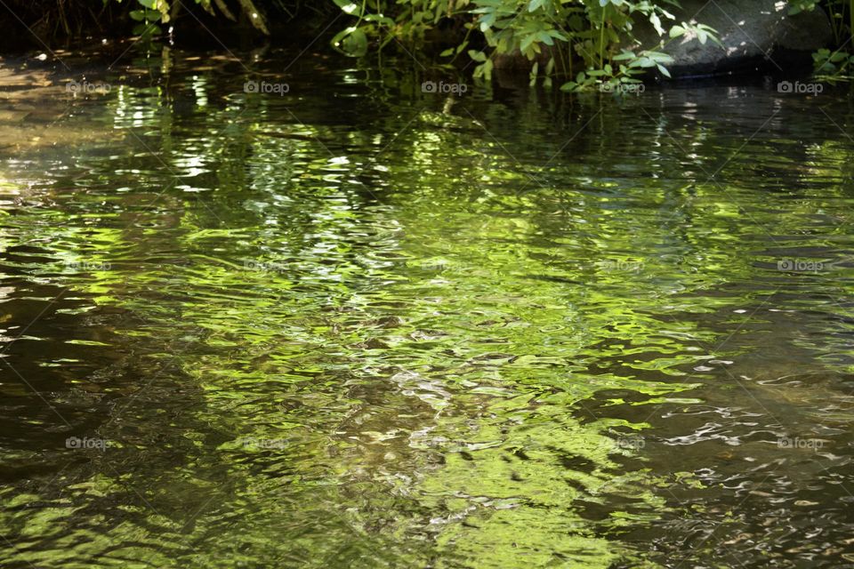 Green Reflections