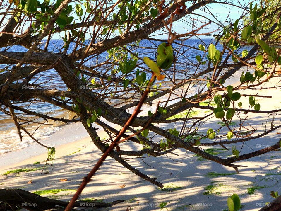 Mangrove tree on the beach.