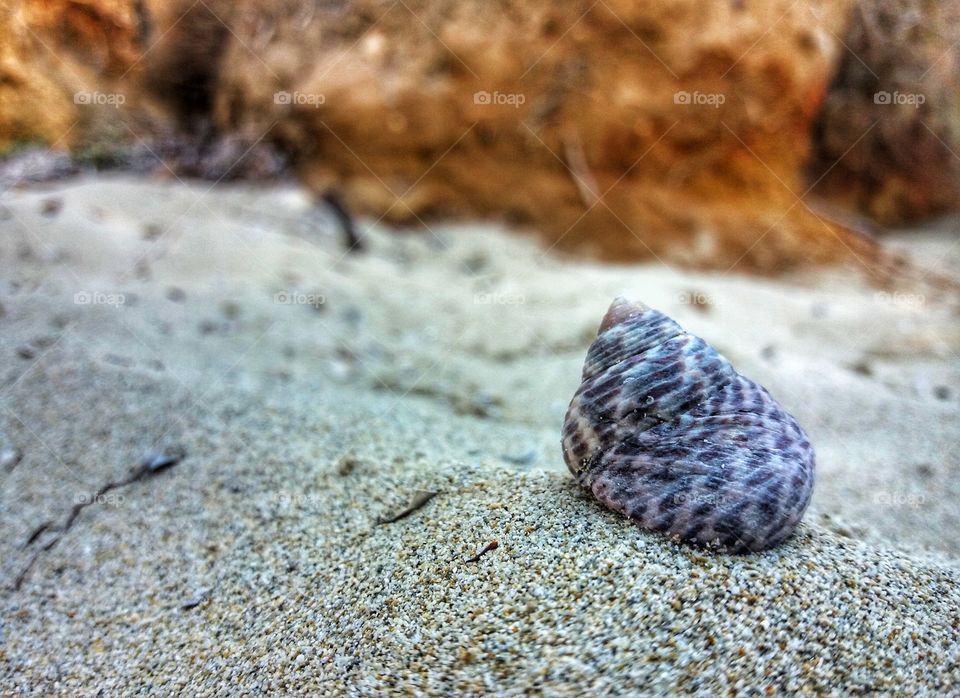 Loved photos of shells!