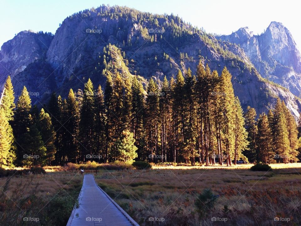The Path . Yosemite National Park 