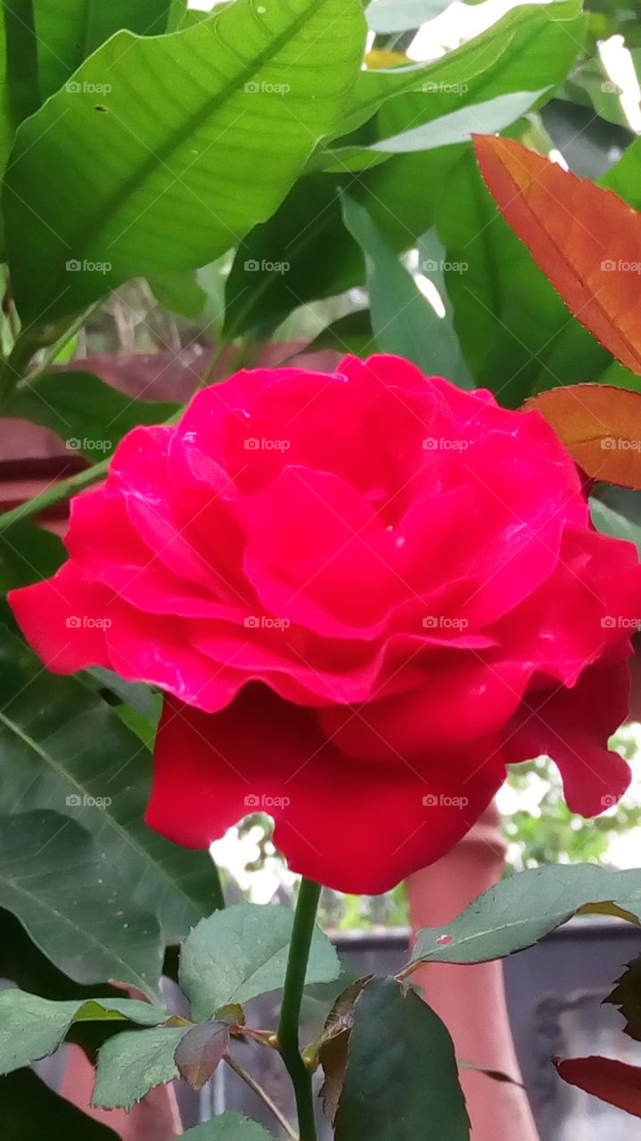 bunga mawar