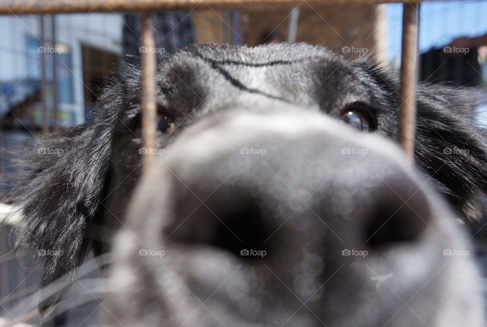 Dog pushed snout out through the kennel bars.