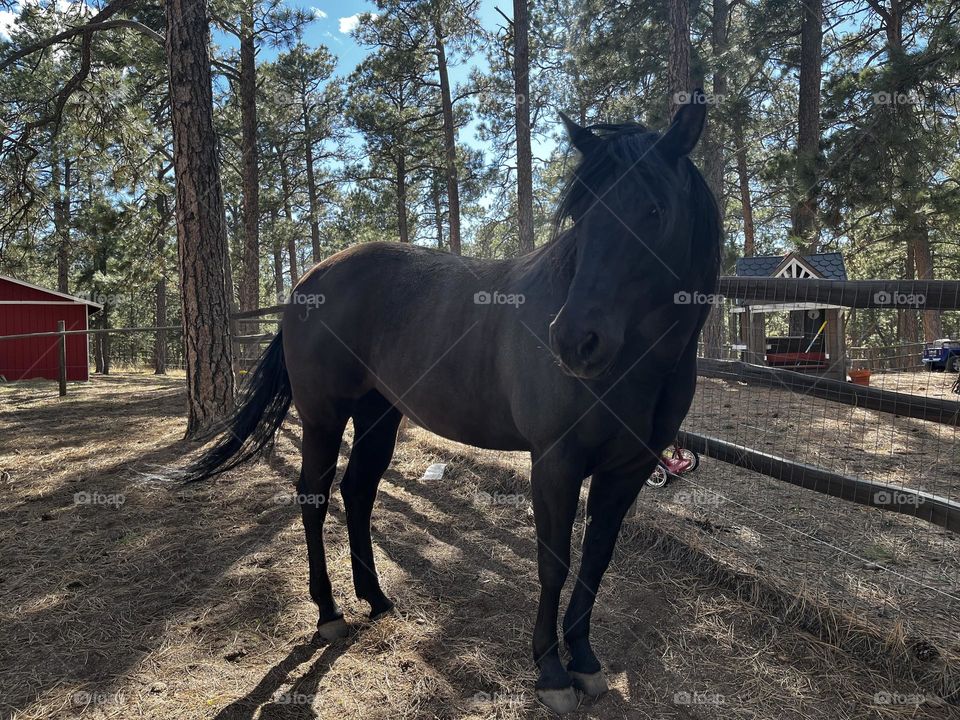 Pretty black horse. 