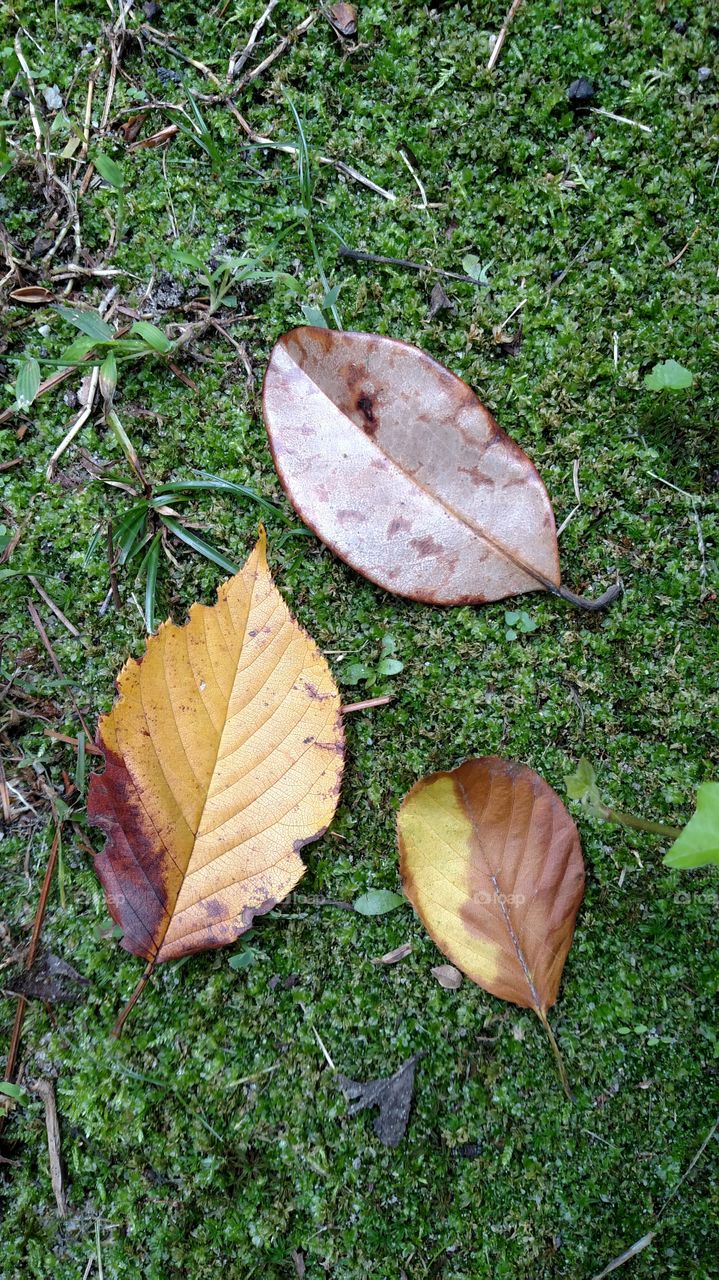 Autumn #foapaprilyow