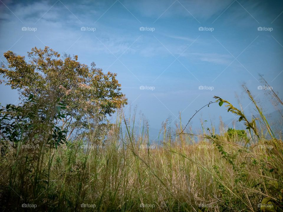 beautyful landscape in winter season kerala