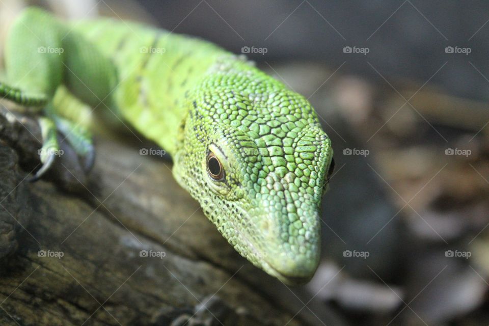 Lizard
