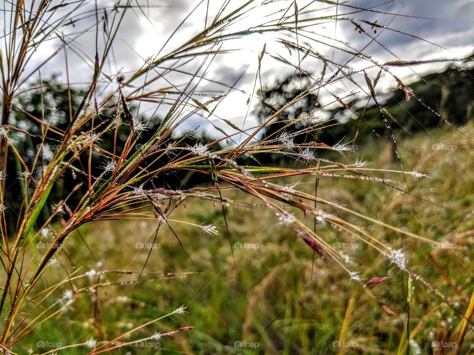 Nature, Grass, Flora, Summer, Field