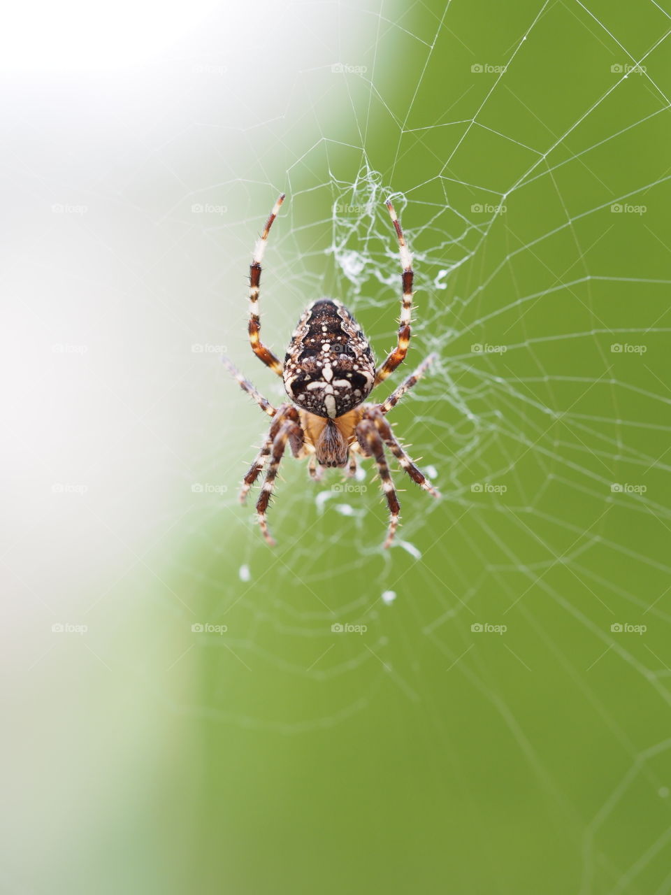 Araneus Diadematus. A spider spotted in my garden