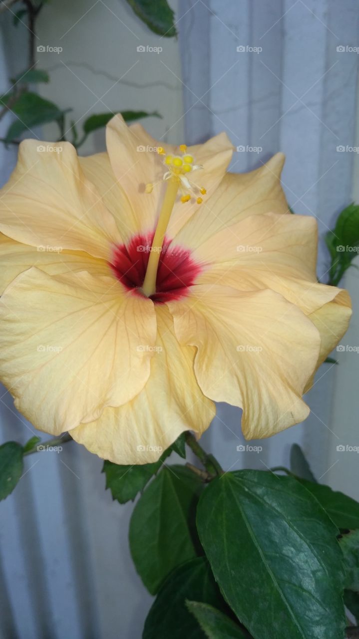 hibiscus