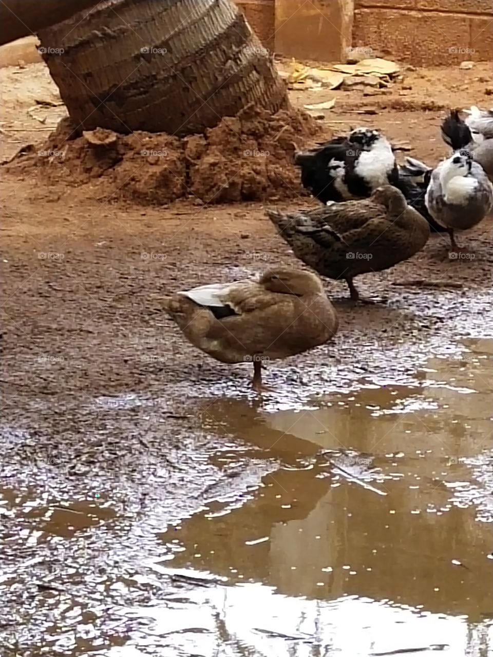 ducks 🦆 🦆 🦆