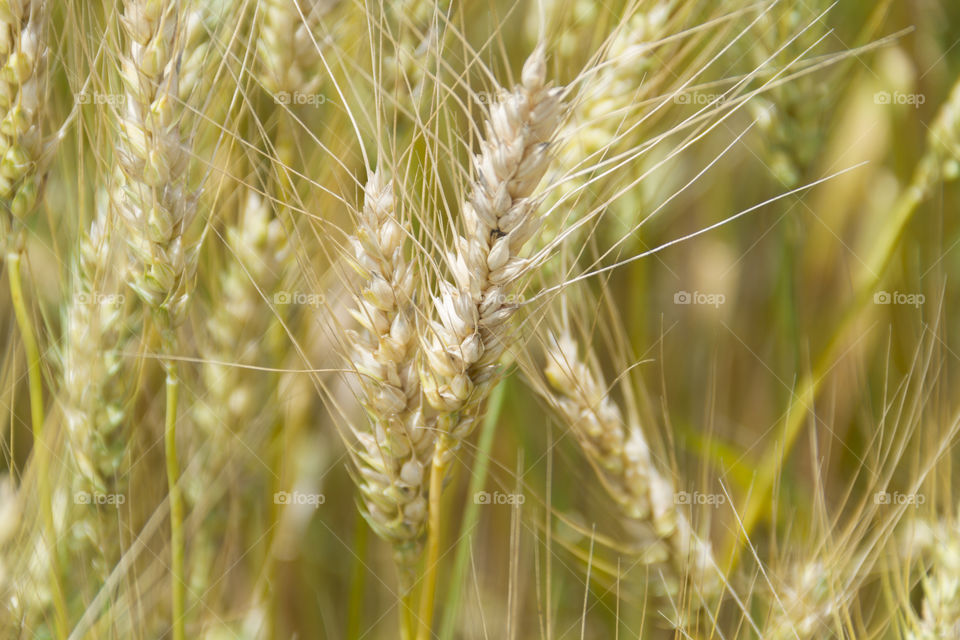 Beautiful wheat crop.