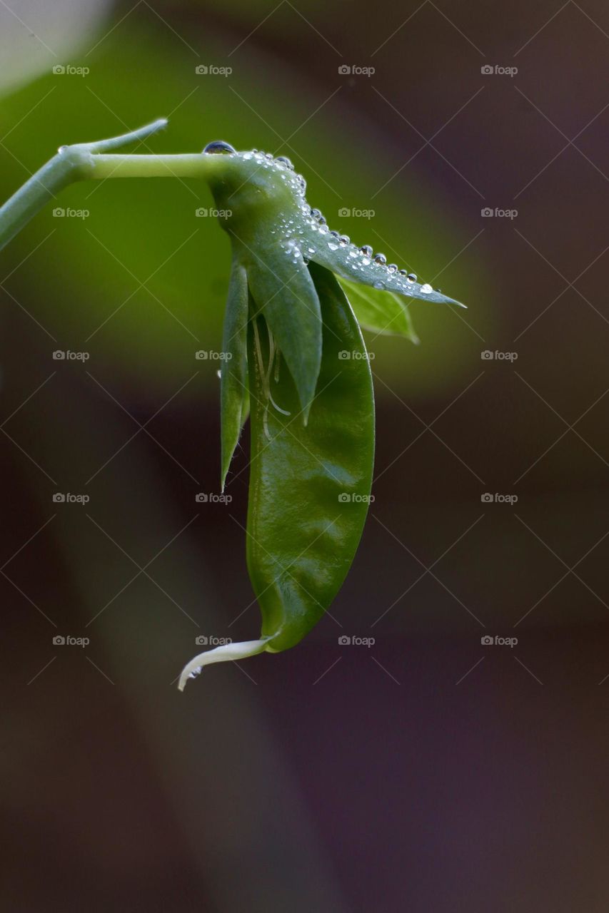 Snow pea with dewdrops 