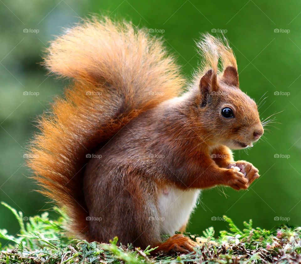 The red squirrel or Eurasian red squirrel is a species of tree squirrel in the genus Sciurus common throughout Eurasia. The red squirrel is an arboreal, primarily herbivorous rodent.