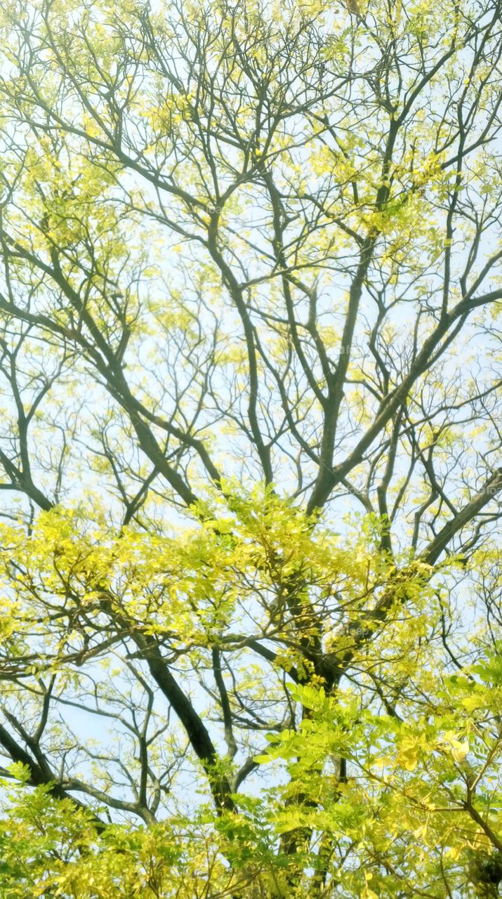 the most beautiful leaf's at tree