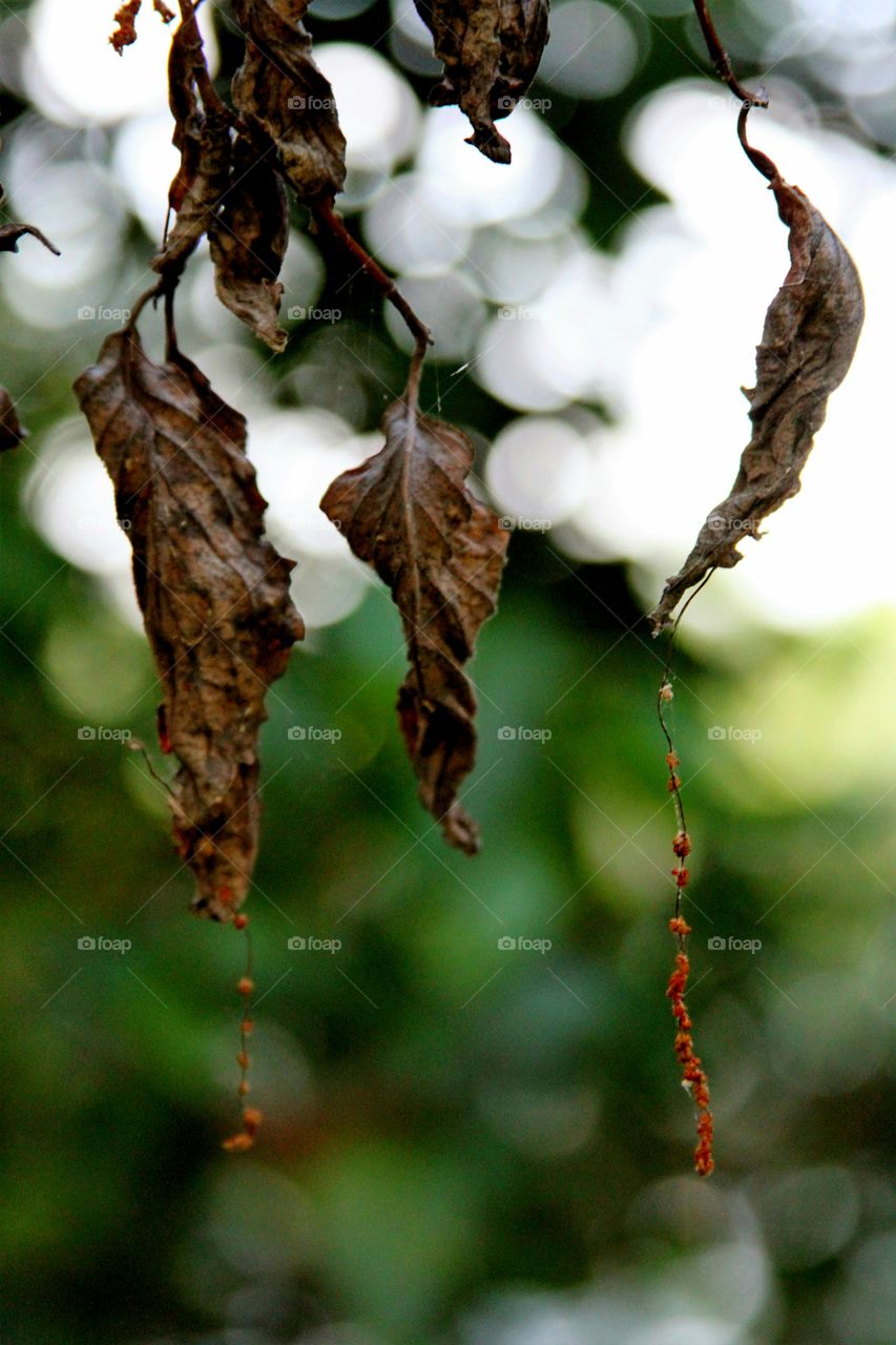 dying leaves on tree