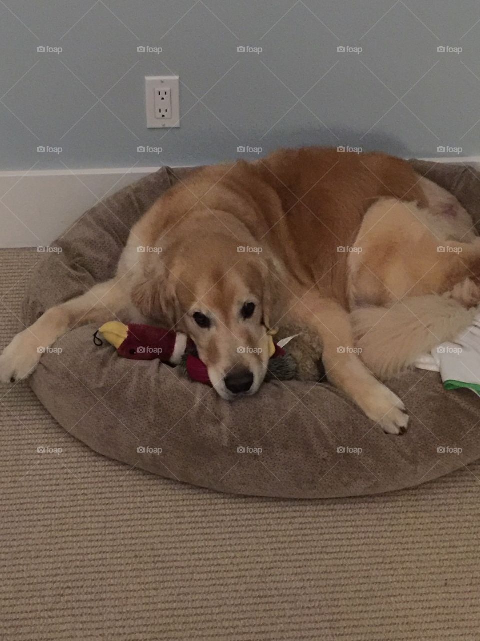 Protector of toys and the almighty duck!  