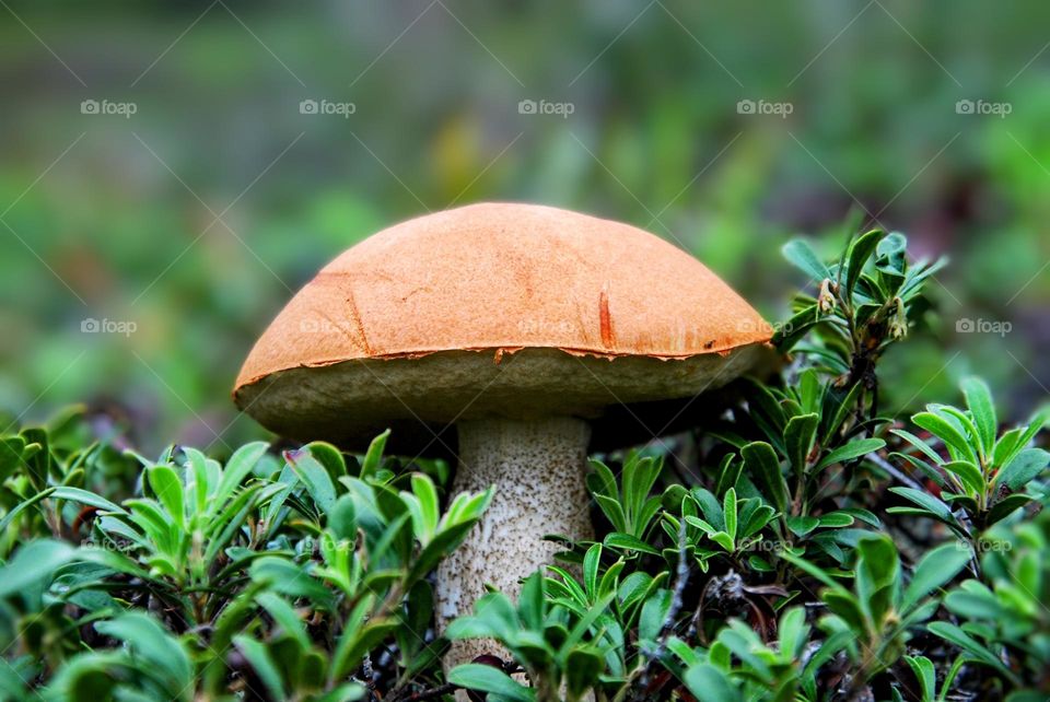 Autumn mushroom