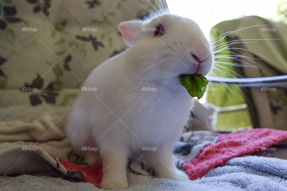 Rabbit eating basil