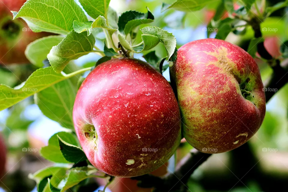 Äpfel am Baum