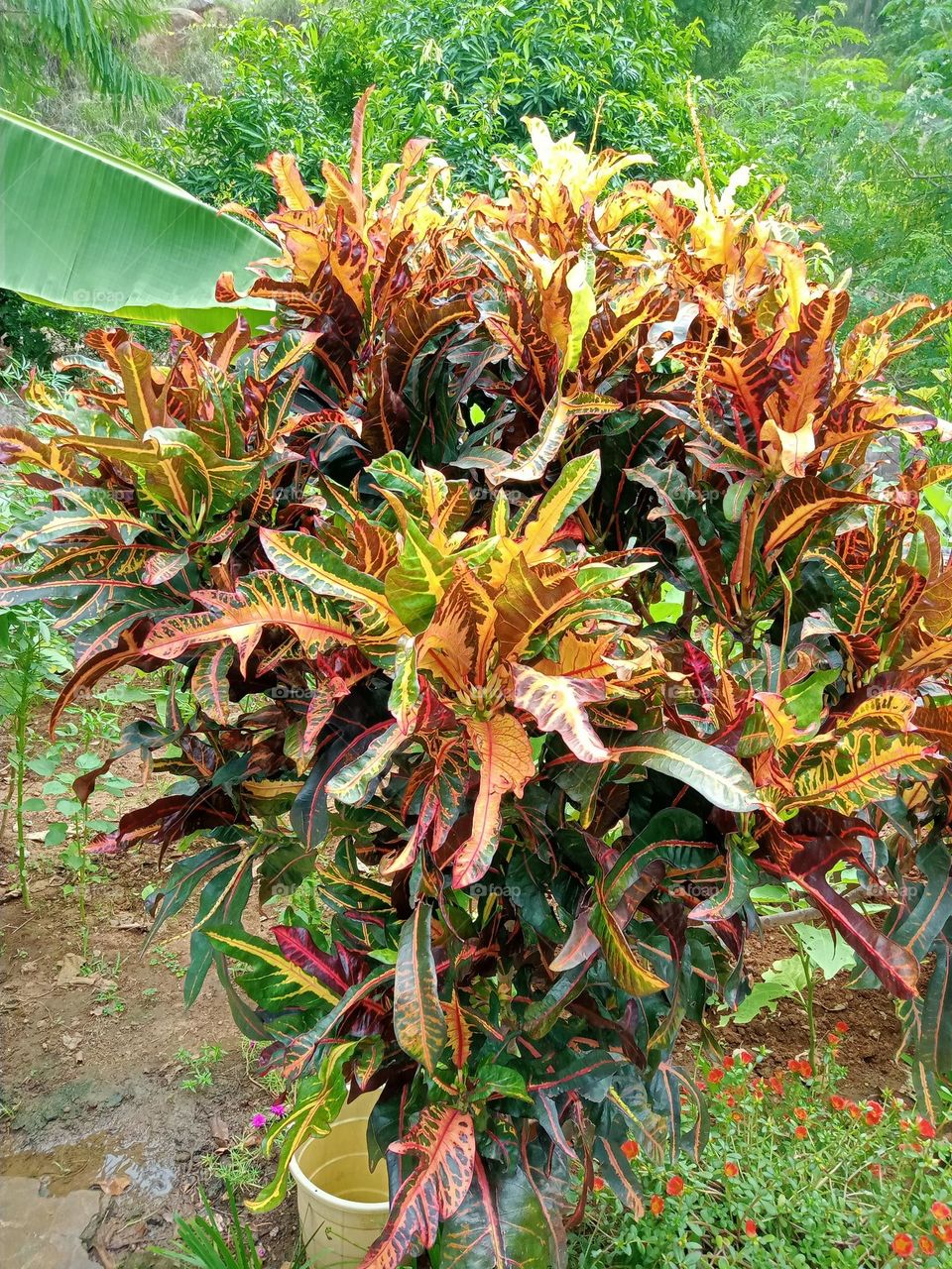 *Ravarma*  Multiple colours, Beautiful colors, Amazing tree, Lovely leafs