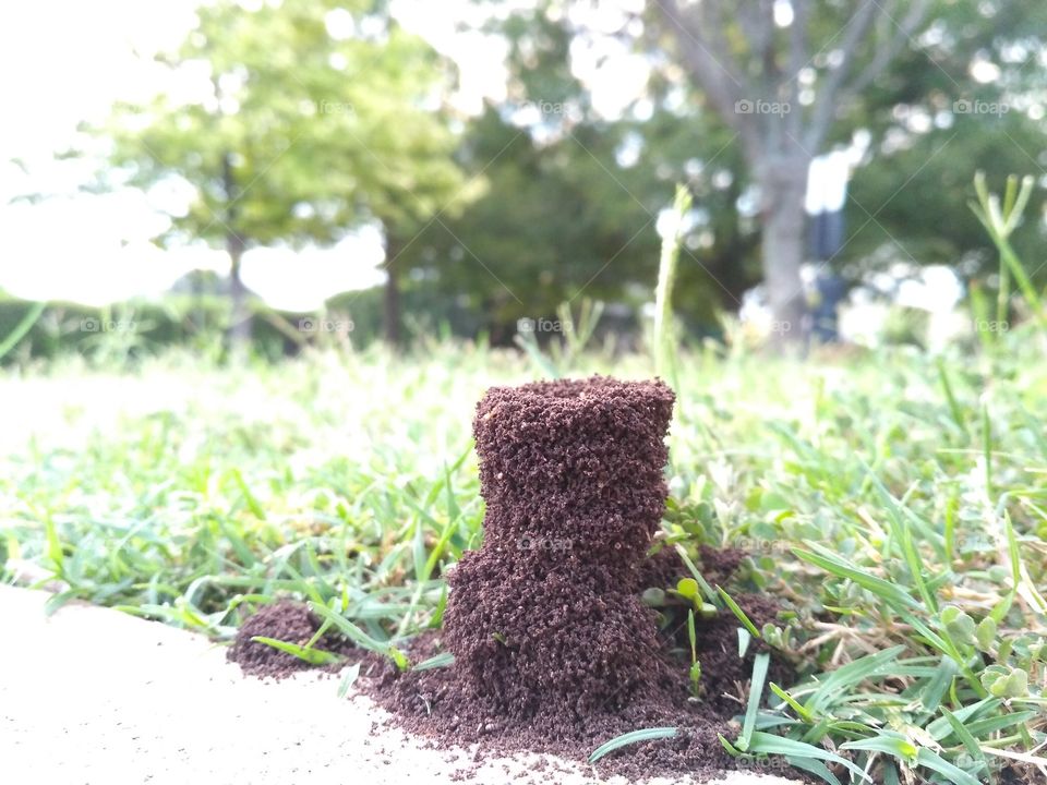 Ant hill gone modern and evolving