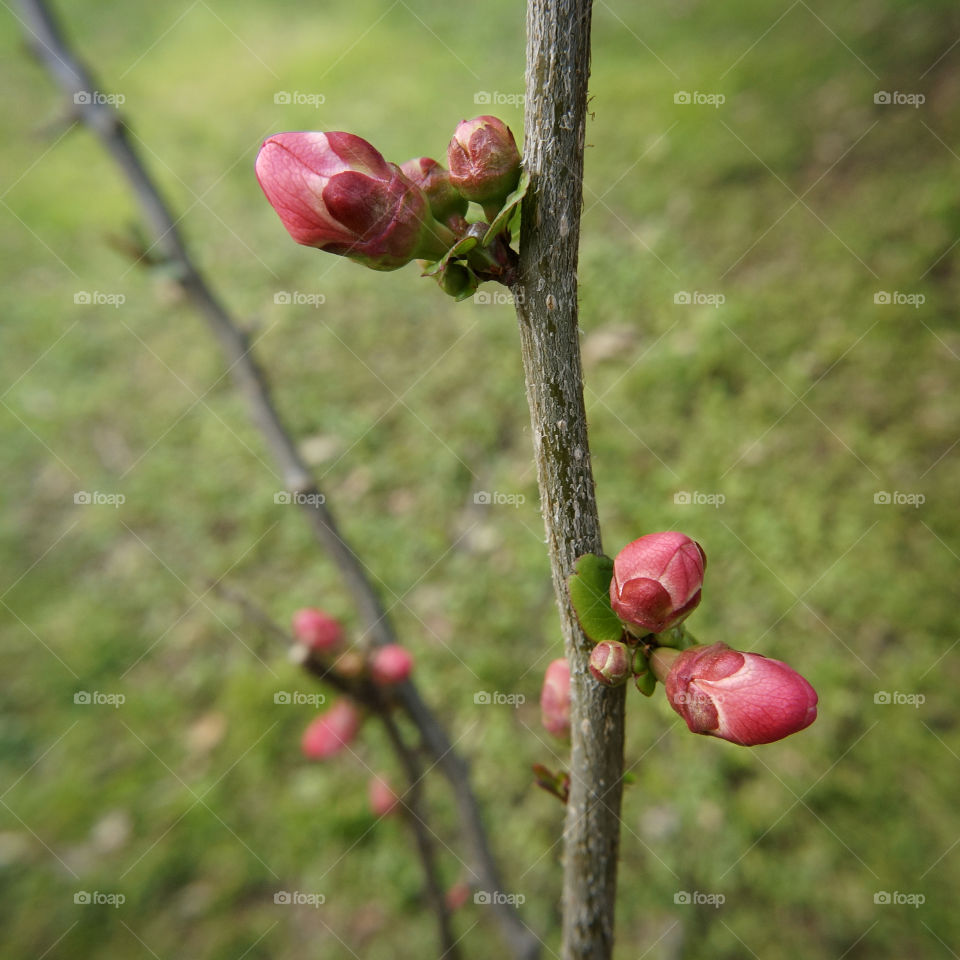 Blossoms 