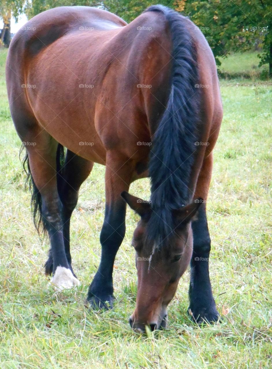 Pasture, Horse, Farm, Mammal, Mare