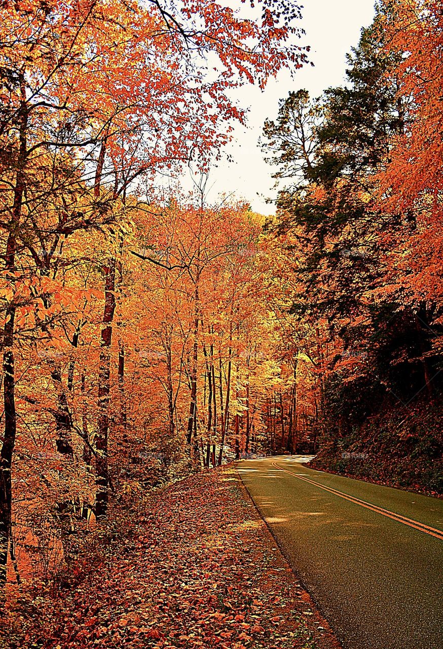 Fall foliage road trips are almost a national rite of passage–a quintessentially American combination of the outdoors and the automobile