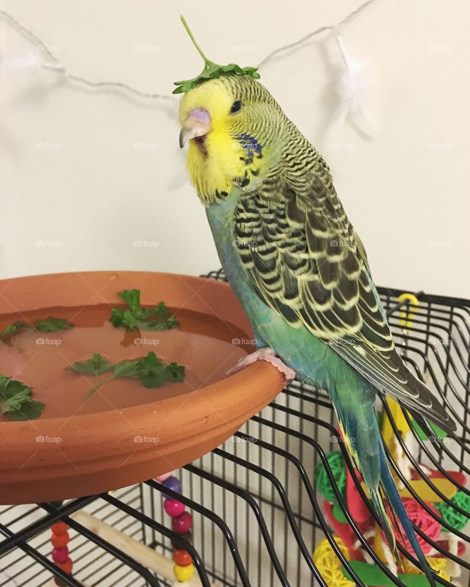 Budgie bird with parsley hat