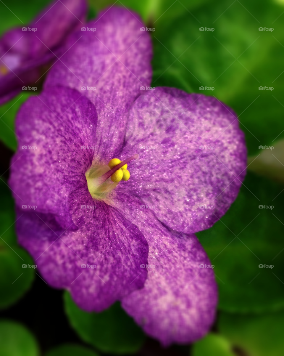 pollen flower purple plant by probie15