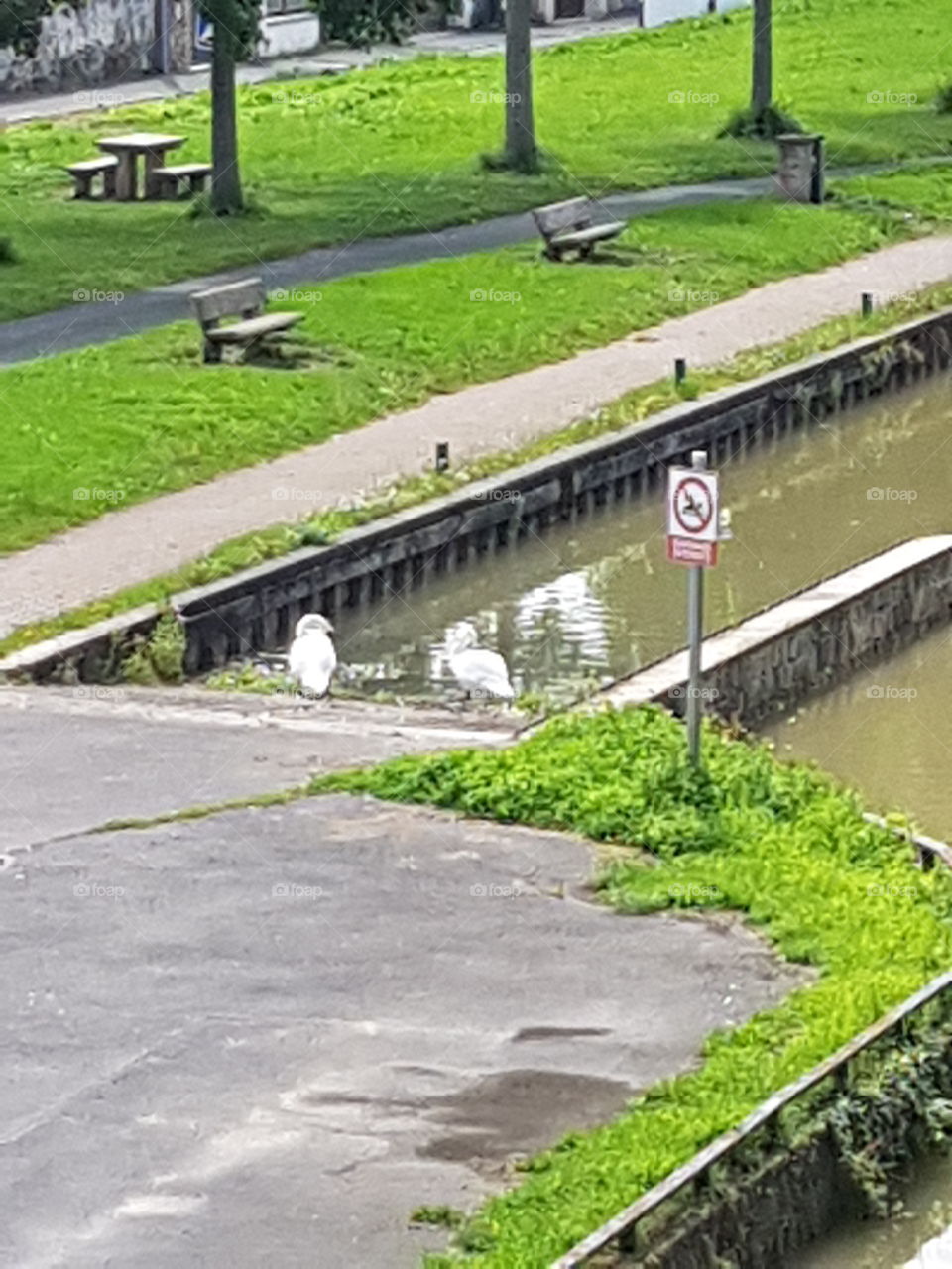 cignes bathing in water