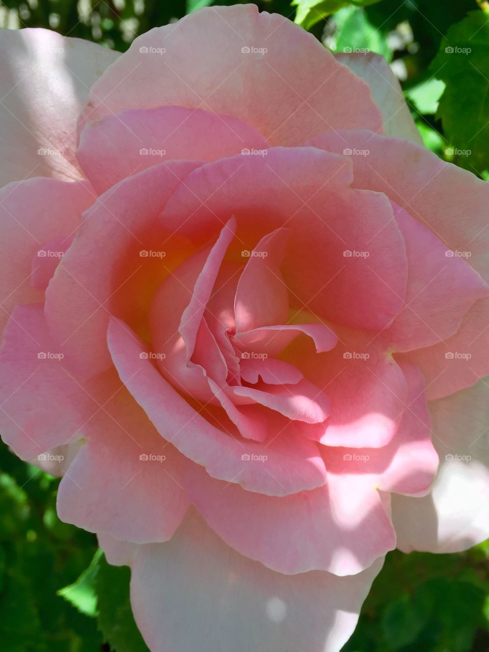 Elevated view of pink rose