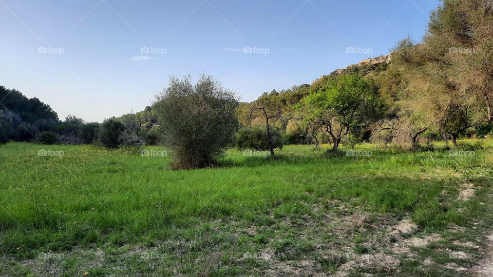 Majorca countryside image with green grass, some trees, hills at the background and clear sky