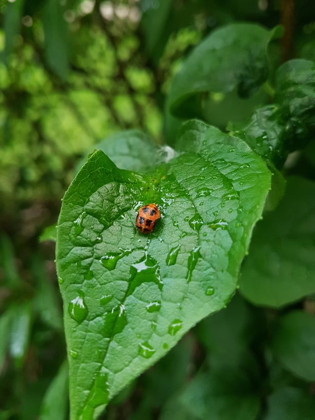 green leafs after rain