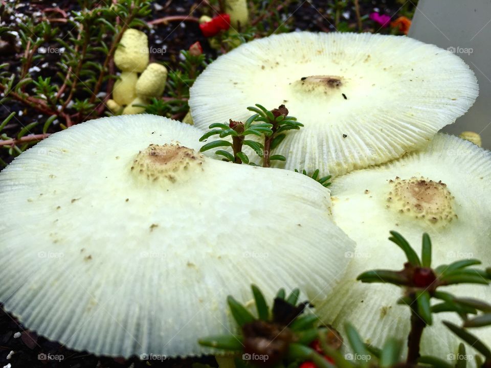 Mushrooms in the soil.