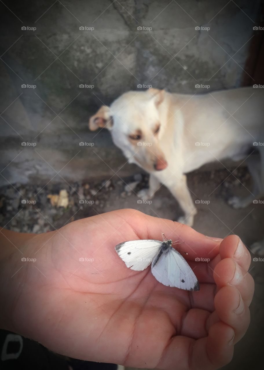 butterfly and a dog