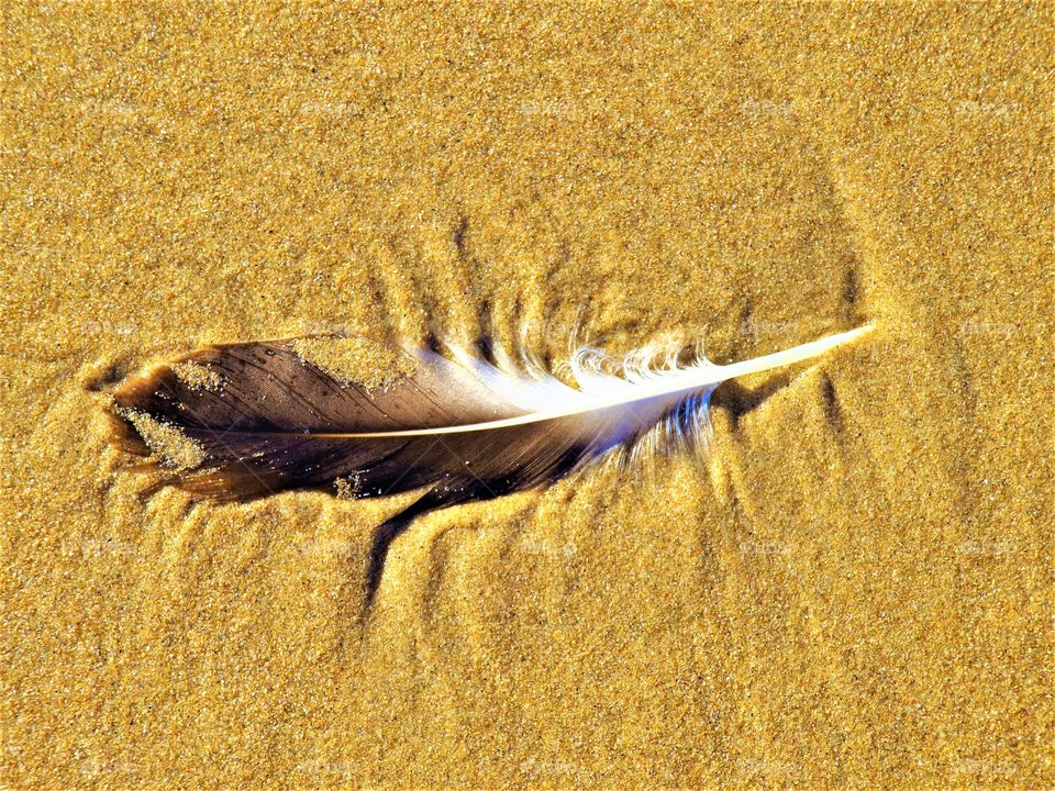 feather in the sand