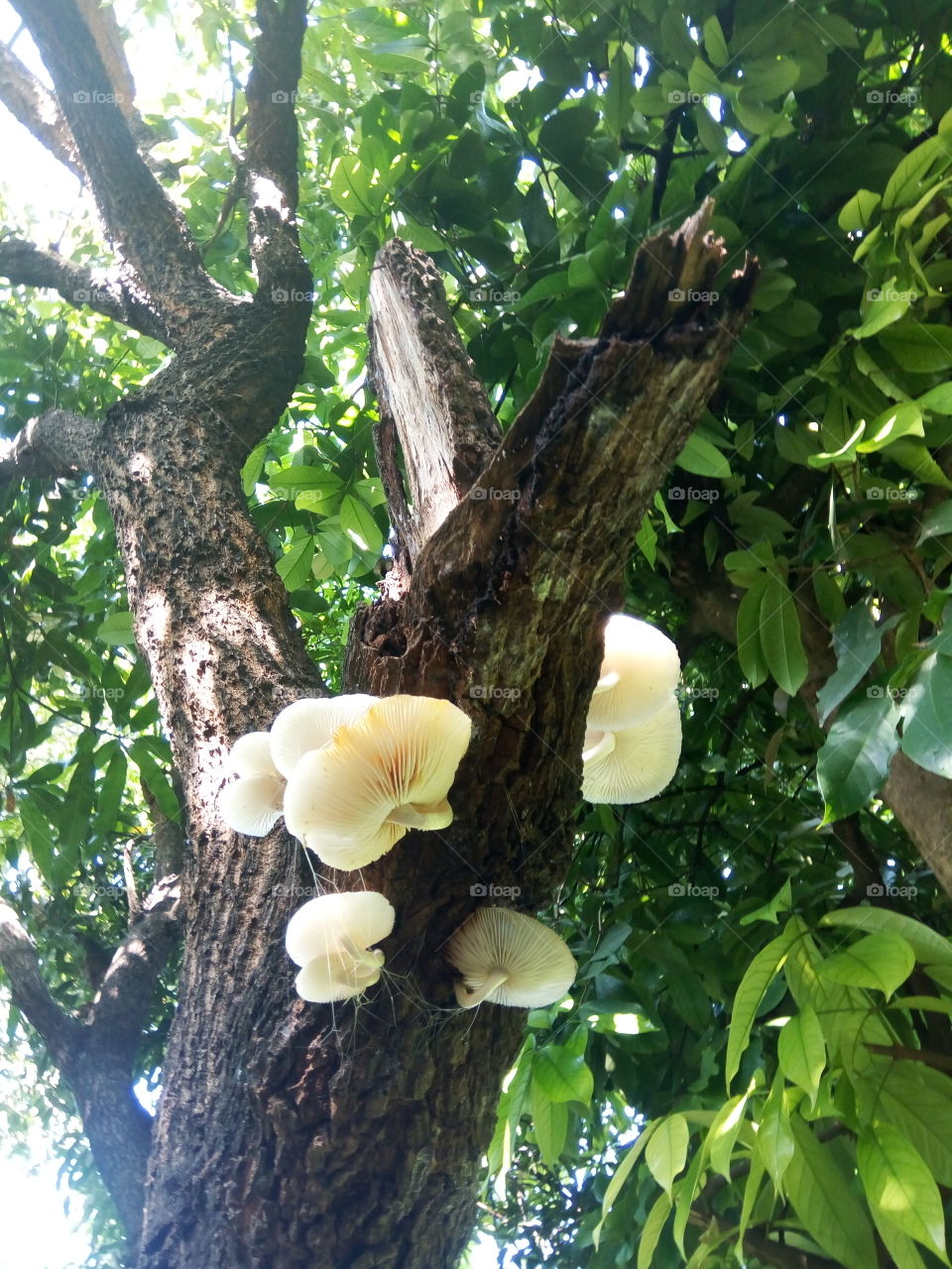 Tree, Wood, Nature, Leaf, Flora