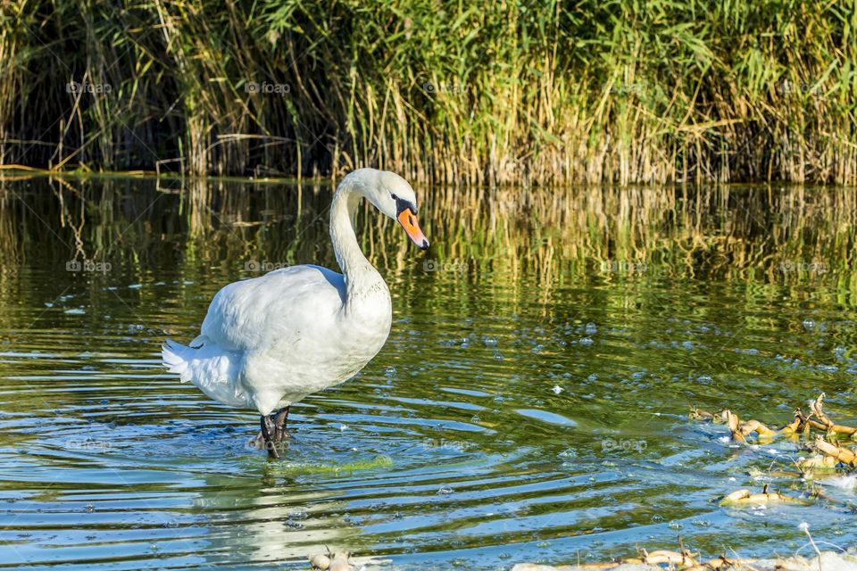 White swan comes ashore