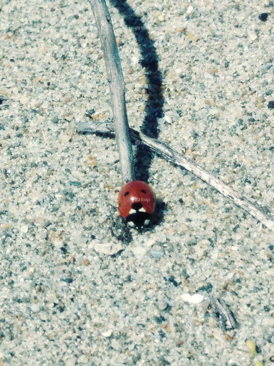 Ladybug on a Stick